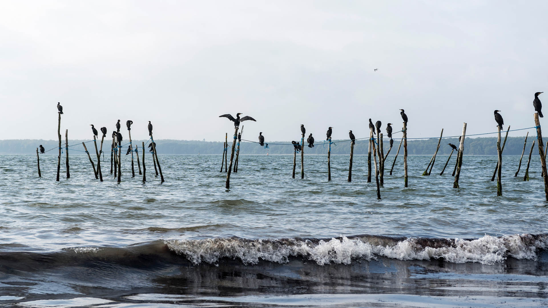 Komorane an der Küste von Mon, Ostsee